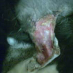 Helende sår på kattebeinet