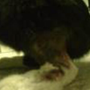 Helende sår på kattebeinet